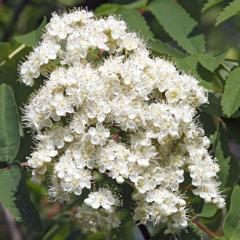 Sorbus aucuparia Sheerwater Seedling (Fioritura)