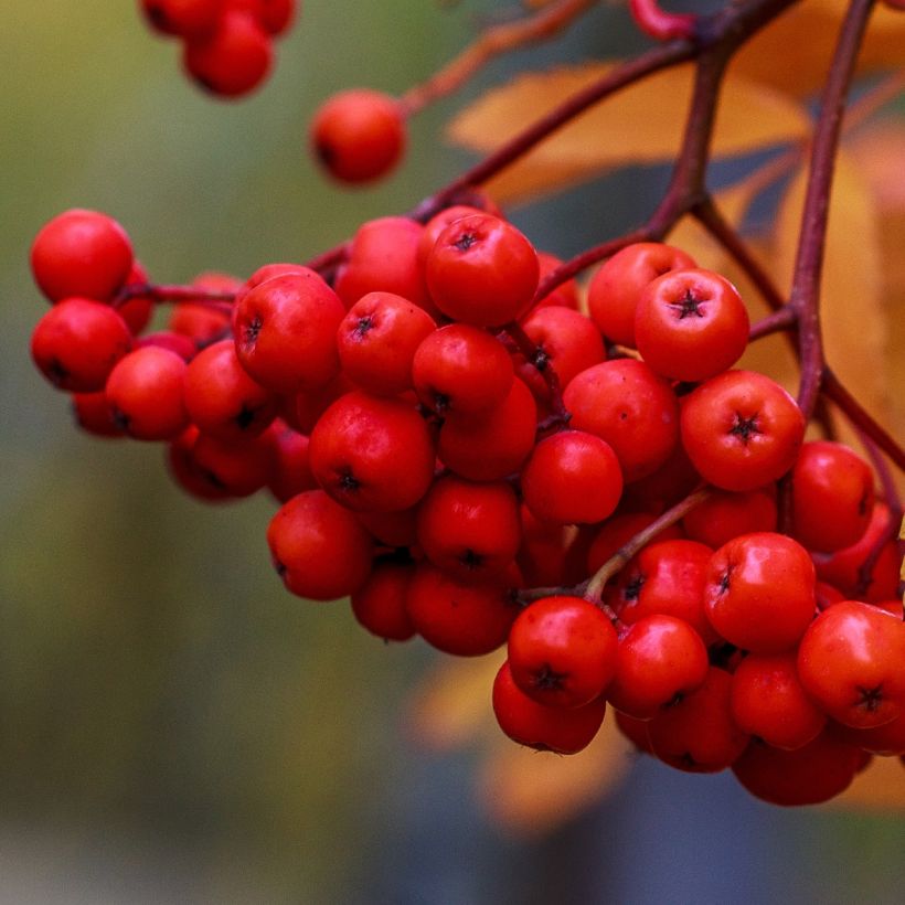 Sorbus aucuparia Sheerwater Seedling (Raccolta)