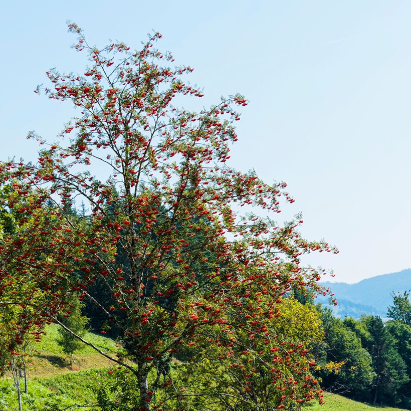 Sorbus aucuparia Wettra (Porto)