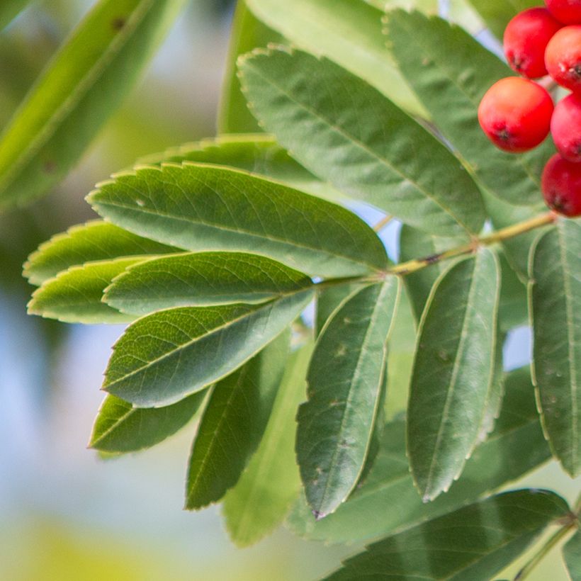 Sorbus aucuparia Wettra (Fogliame)