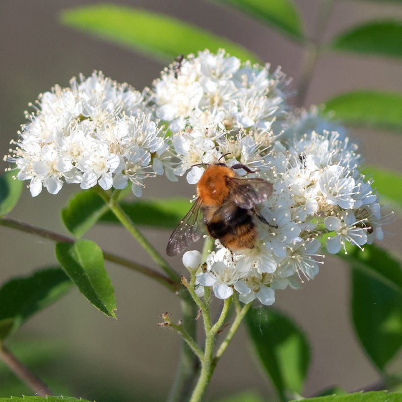 Sorbus aucuparia Wettra (Fioritura)