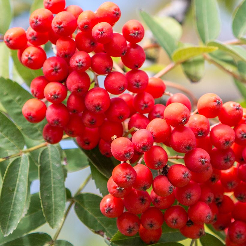 Sorbus aucuparia Wettra (Raccolta)