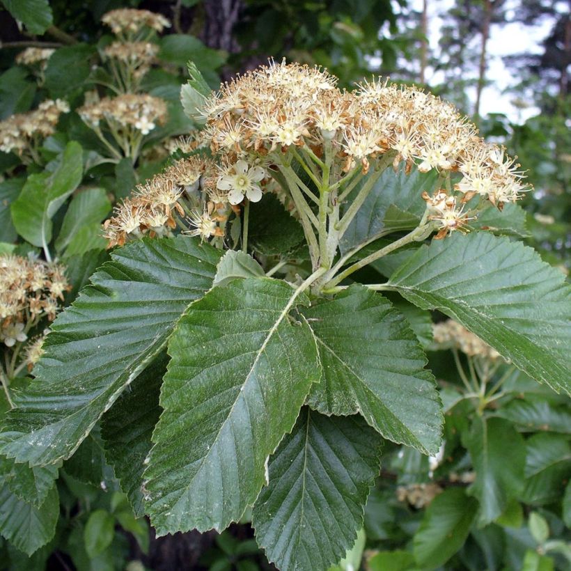 Sorbus aria - Sorbo montano (Fogliame)