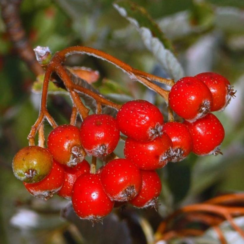 Sorbus aria - Sorbo montano (Raccolta)