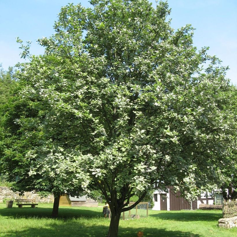 Sorbus aria - Sorbo montano (Porto)