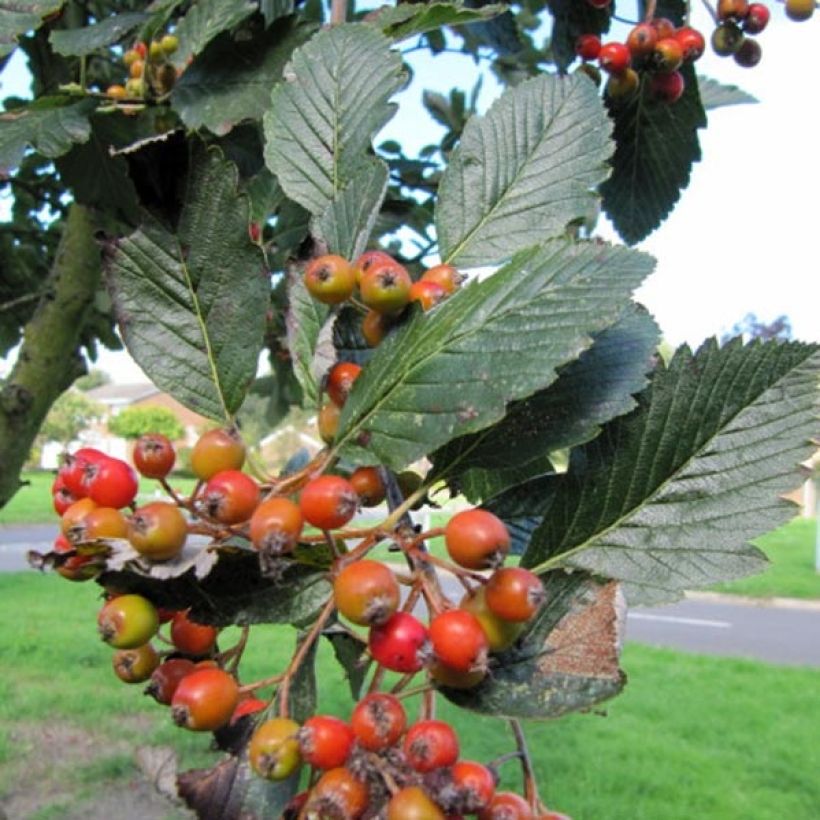 Sorbus aria Lutescens - Sorbo montano (Raccolta)