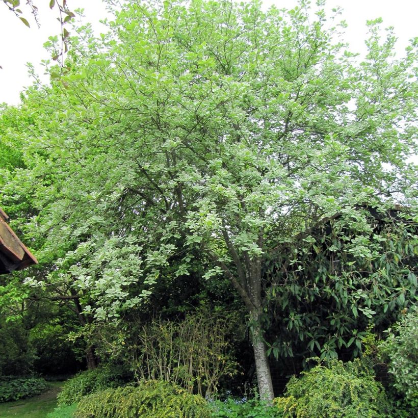 Sorbus aria Lutescens - Sorbo montano (Porto)