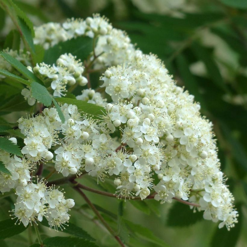 Sorbus aucuparia Autumn Spire (Fioritura)