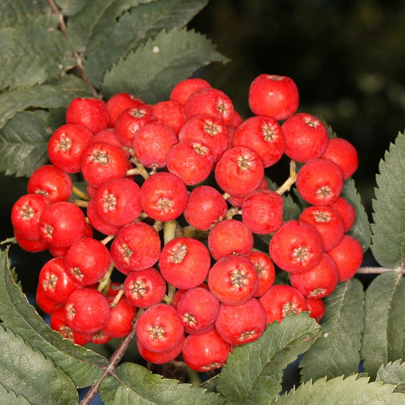 Sorbus aucuparia Fastigiata (Raccolta)