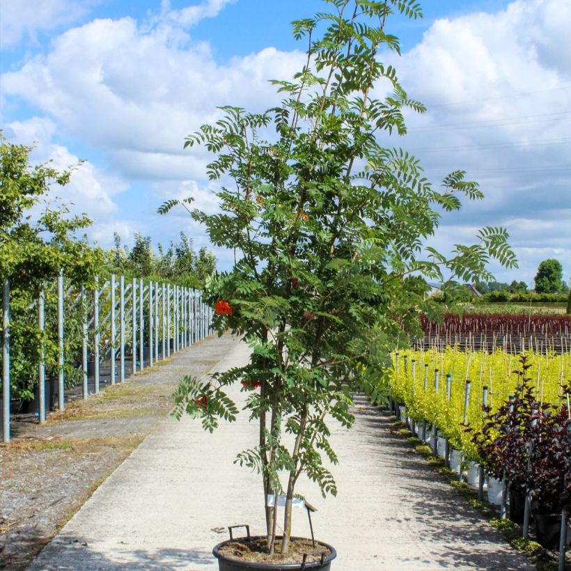 Sorbus aucuparia - Sorbier des oiseleurs - Pot de 70L Cépée esemplare consegnato in primavera