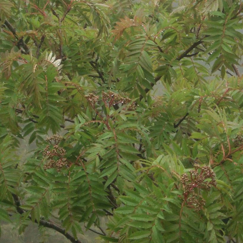 Sorbus randaiensis (Fogliame)