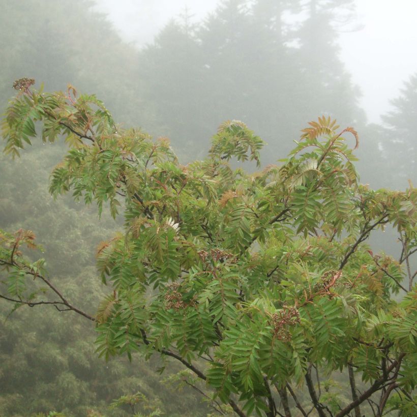 Sorbus randaiensis (Porto)