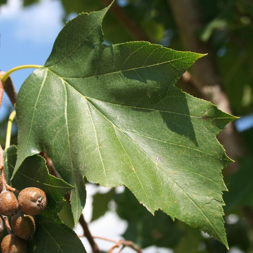 Sorbus torminalis - Sorbo torminale (Fogliame)