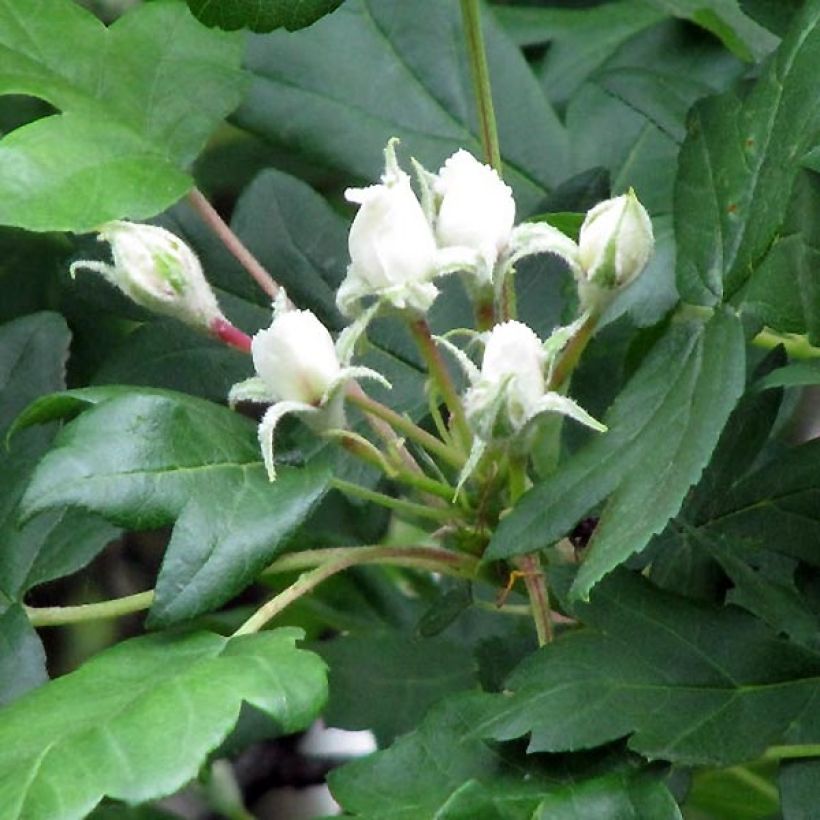 Sorbus torminalis - Sorbo torminale (Fioritura)