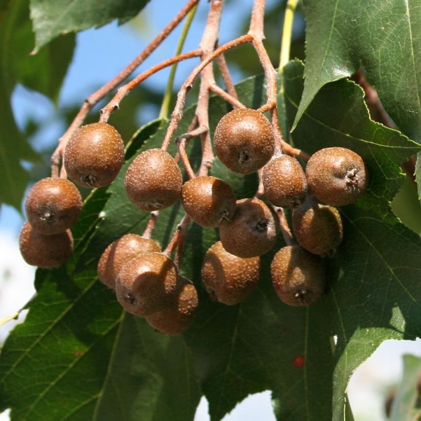 Sorbus torminalis - Sorbo torminale (Raccolta)