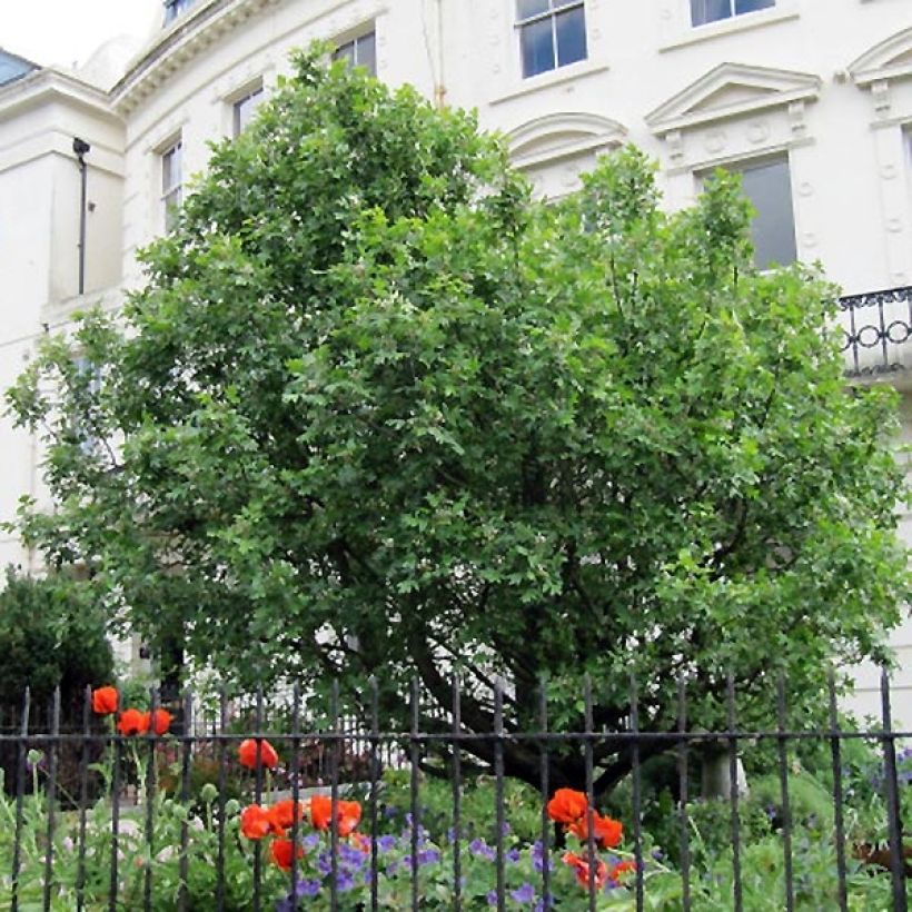 Sorbus torminalis - Sorbo torminale (Porto)