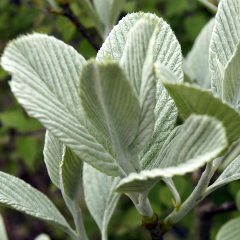 Sorbus wardii (Fogliame)