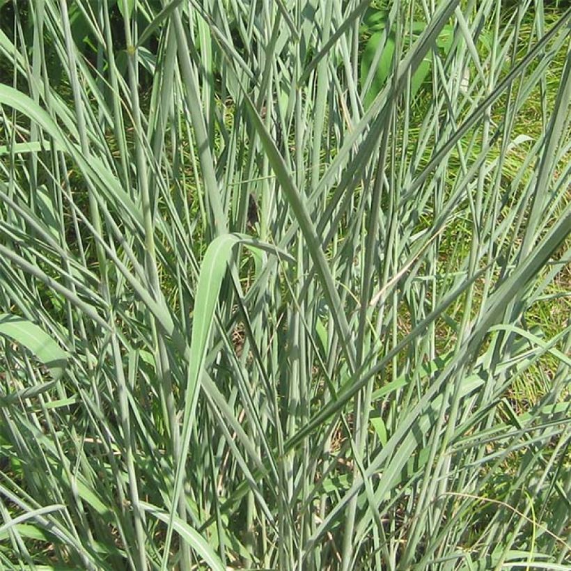 Sorghastrum nutans (Fogliame)