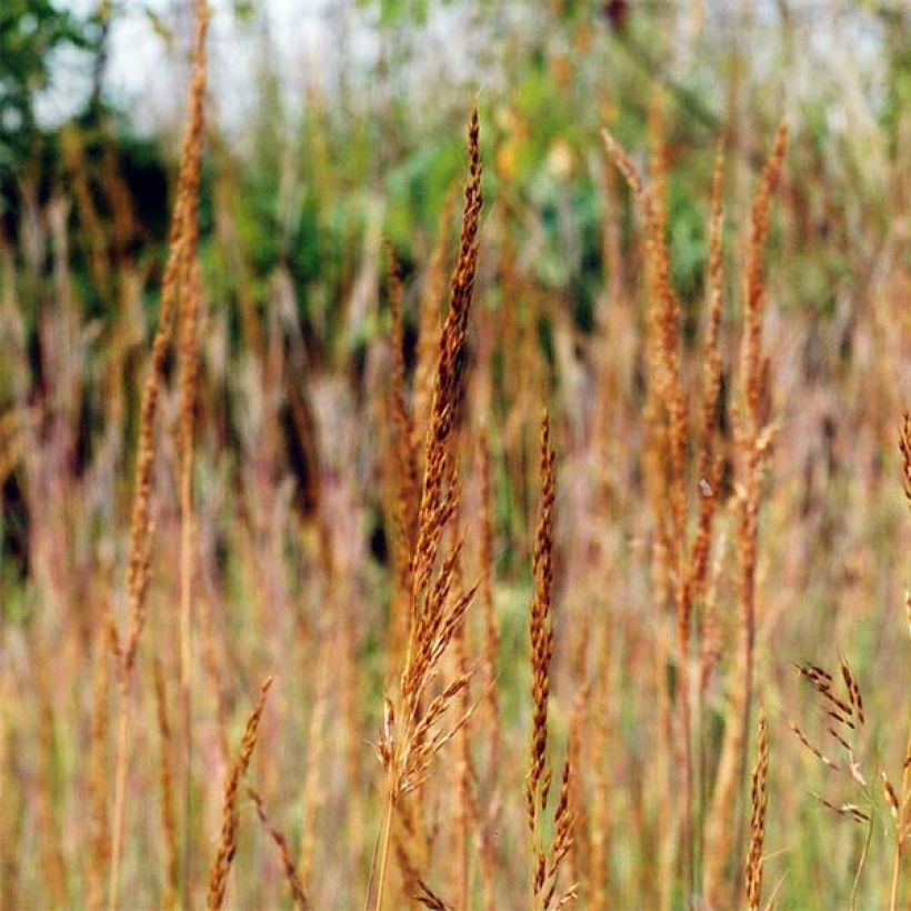 Sorghastrum nutans (Fioritura)