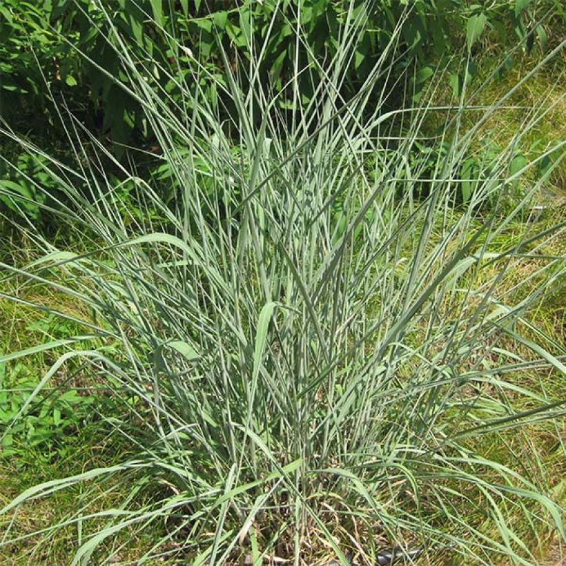 Sorghastrum nutans (Porto)