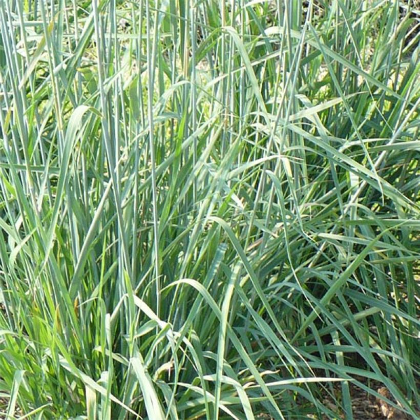 Sorghastrum nutans Sioux Blue (Fogliame)