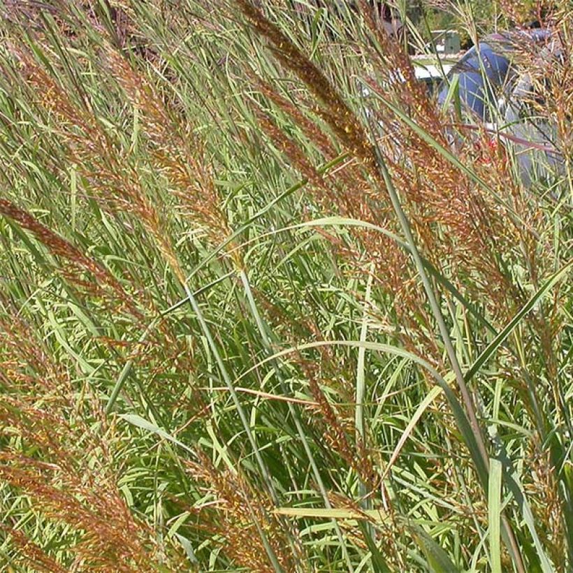 Sorghastrum nutans Sioux Blue (Fioritura)