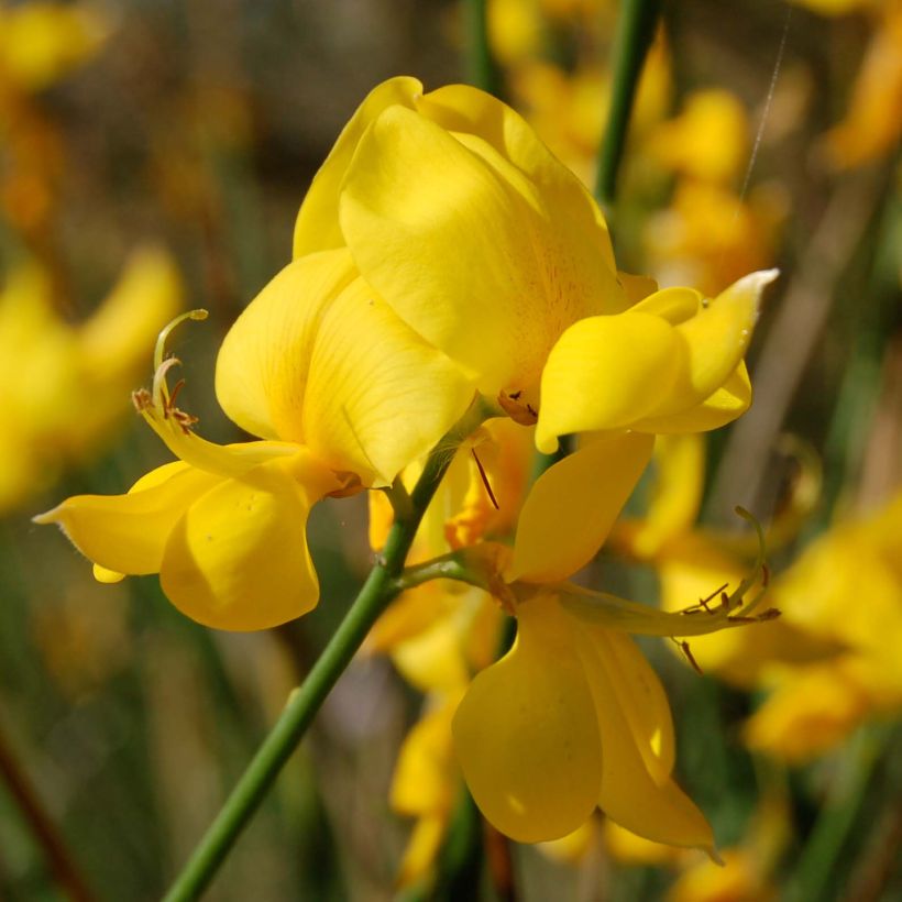 Spartium junceum - Ginestra comune (Fioritura)