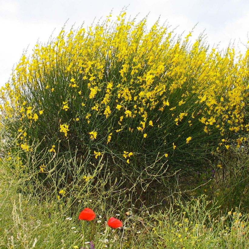 Spartium junceum - Ginestra comune (Porto)