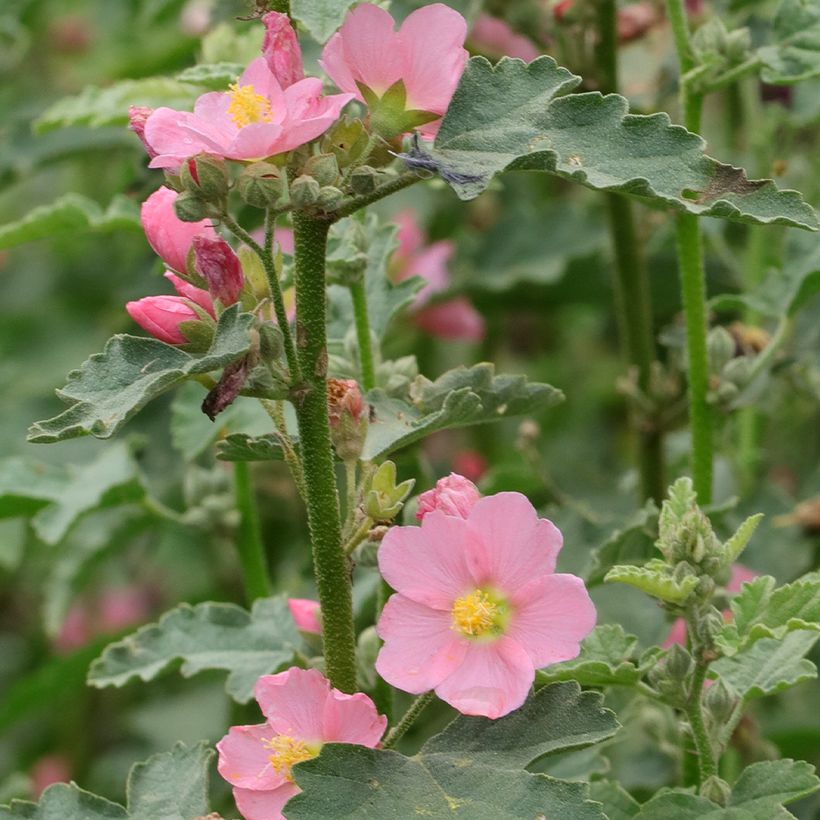 Sphaeralcea Charmeuse (Fioritura)