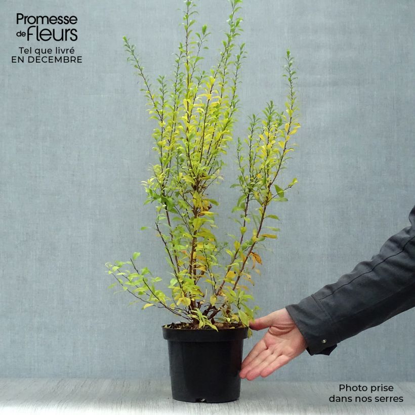 Spiraea thunbergii Fujino Pink - Spirée de Thunberg Pot de 3L/4L esemplare consegnato in inverno