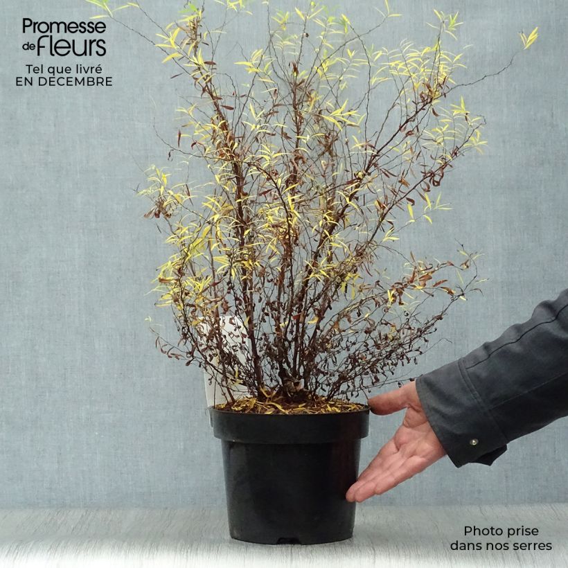 Spiraea thunbergii - Spirée de Thunberg en pot de 3/4L esemplare consegnato in inverno