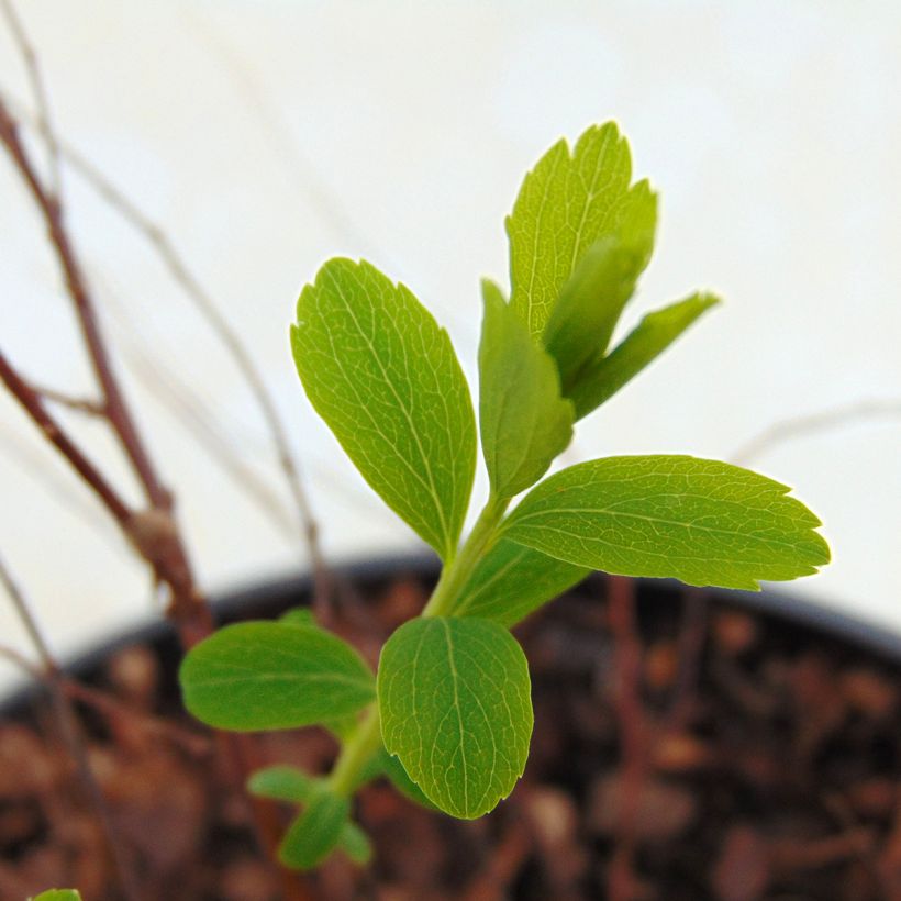 Spirea arguta Alba (Fogliame)