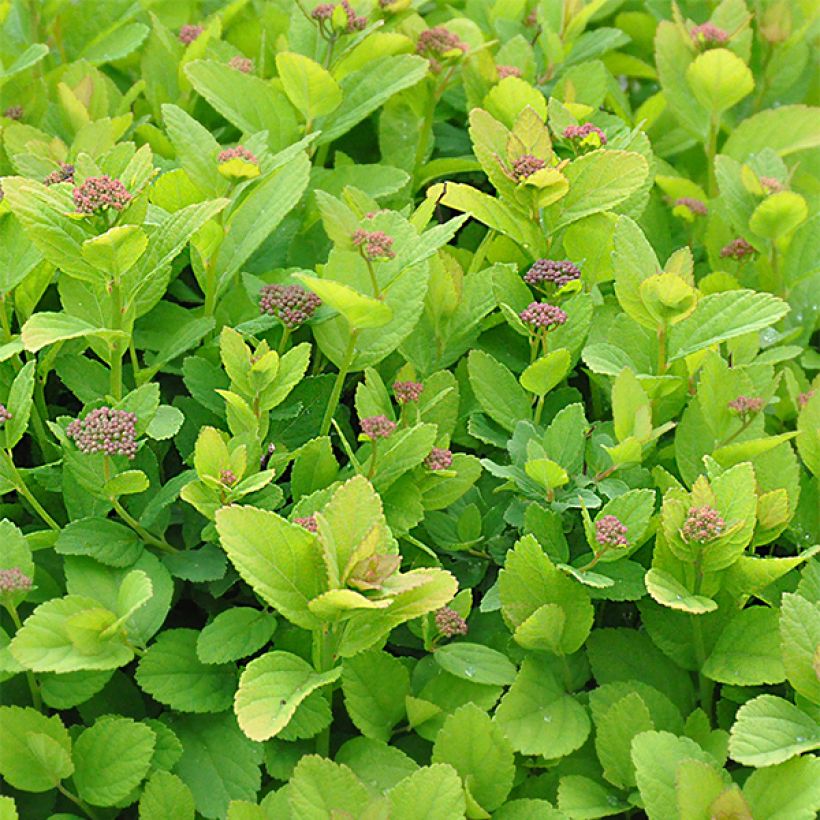 Spirea betulifolia Pink Sparkler (Fogliame)