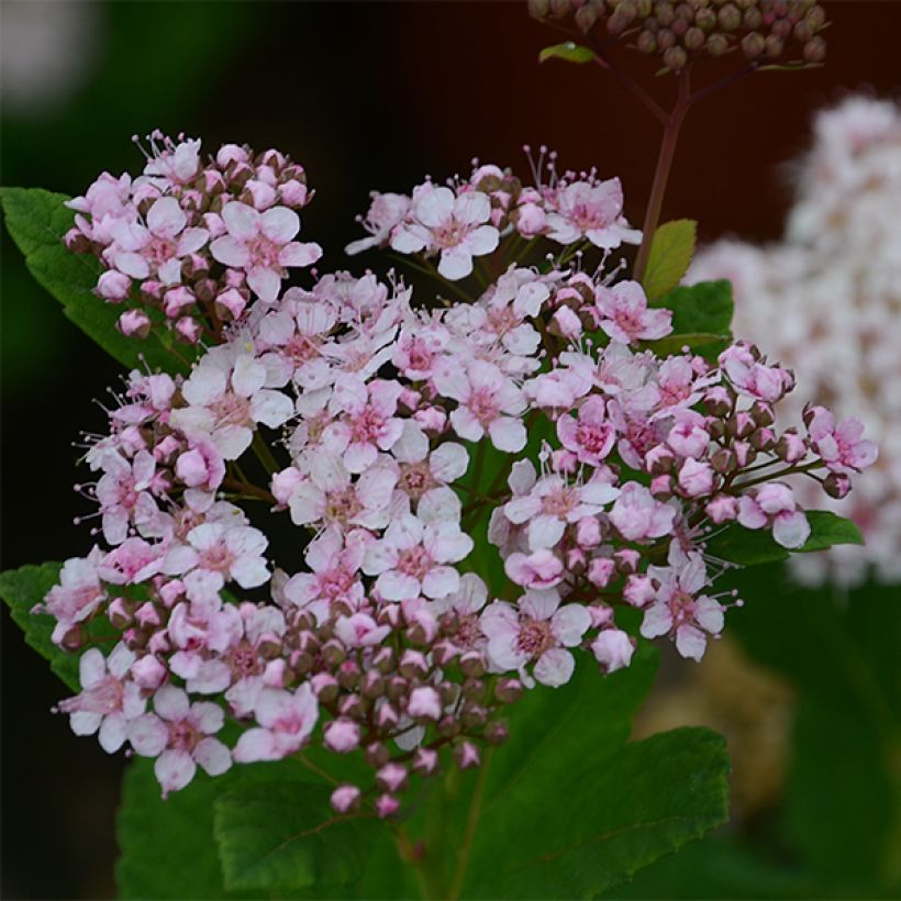 Spirea betulifolia Pink Sparkler (Fioritura)