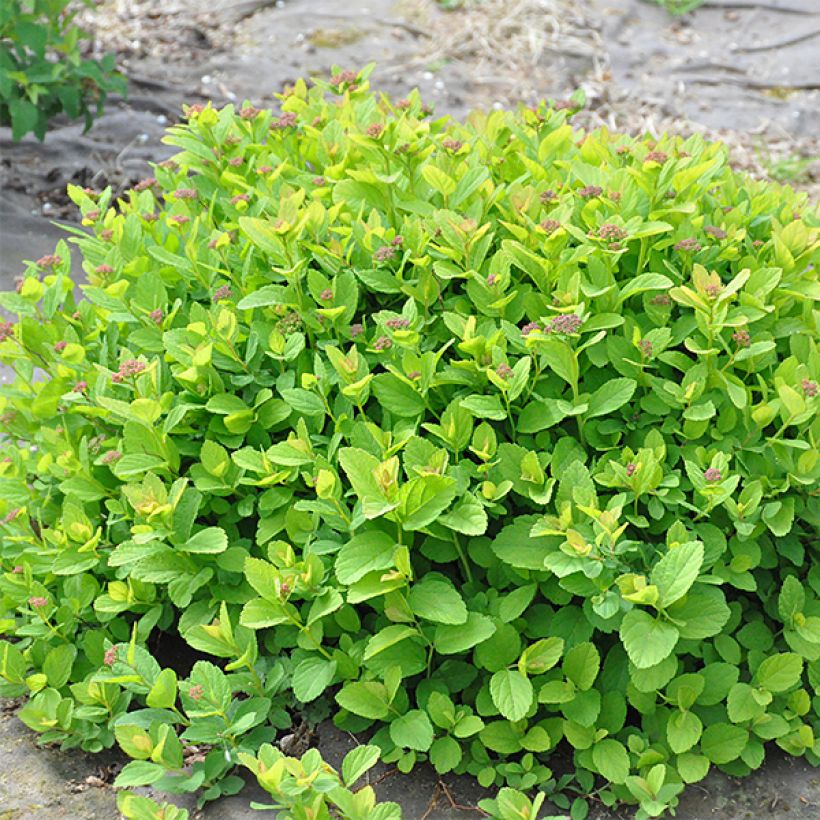 Spirea betulifolia Pink Sparkler (Porto)