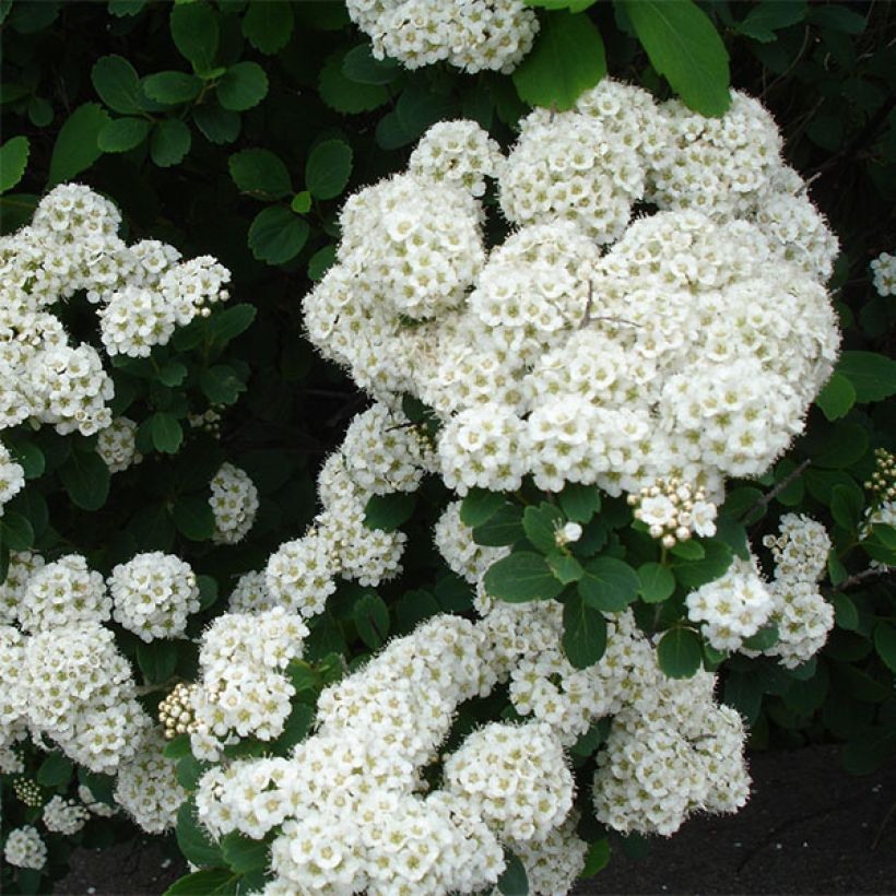 Spirea betulifolia Tor (Fioritura)