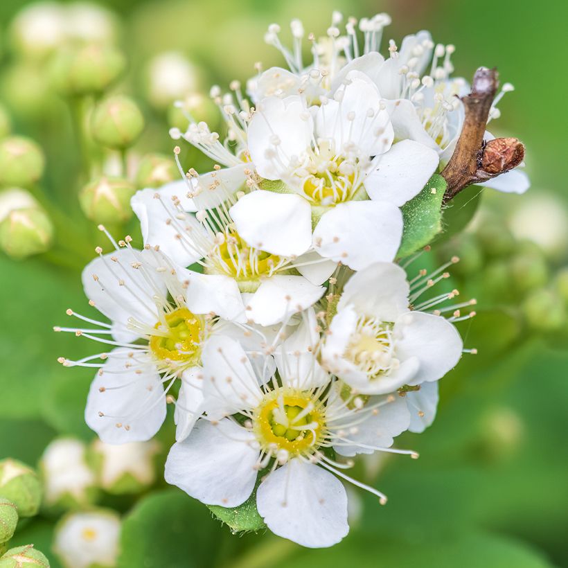 Spirea chamaedryfolia - Spirea a foglie d'olmo (Fioritura)