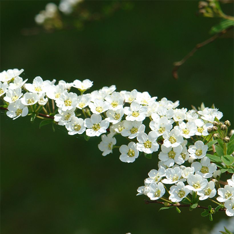 Spirea cinerea Grefsheim (Fioritura)