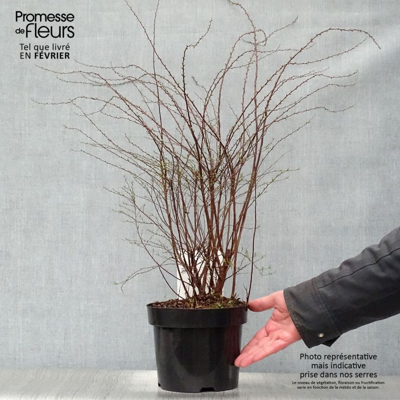 Spiraea cinerea Grefsheim - Spirée dentelée en pot de 3/4L esemplare consegnato in inverno