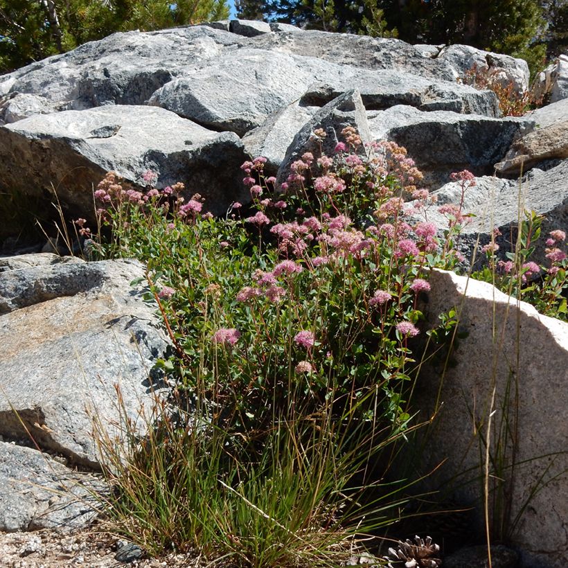 Spirea densiflora (Porto)