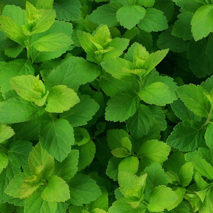 Spirea densiflora (Fogliame)