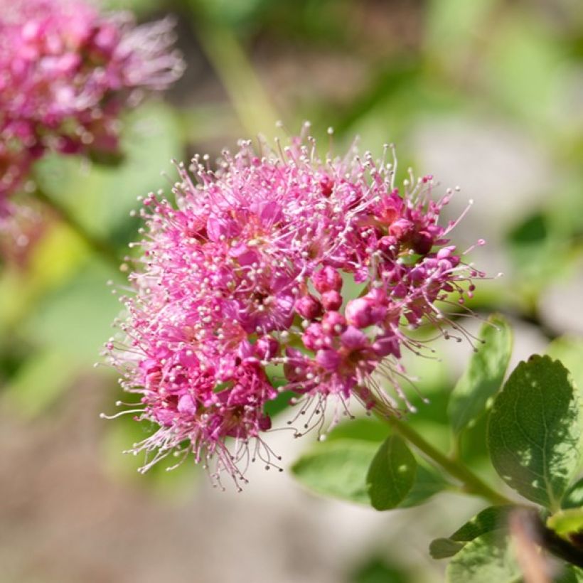 Spirea densiflora (Fioritura)