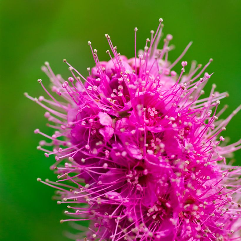 Spirea douglasii (Fioritura)