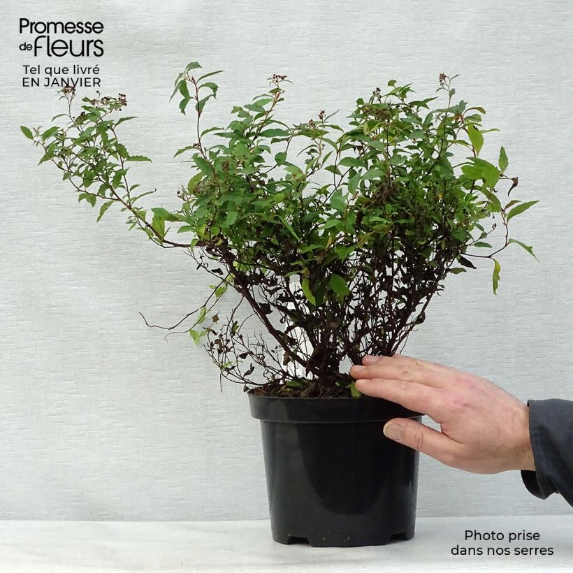 Spirée japonaise Anthony Waterer en pot de 3.5L - Spiraea japonica esemplare consegnato in inverno