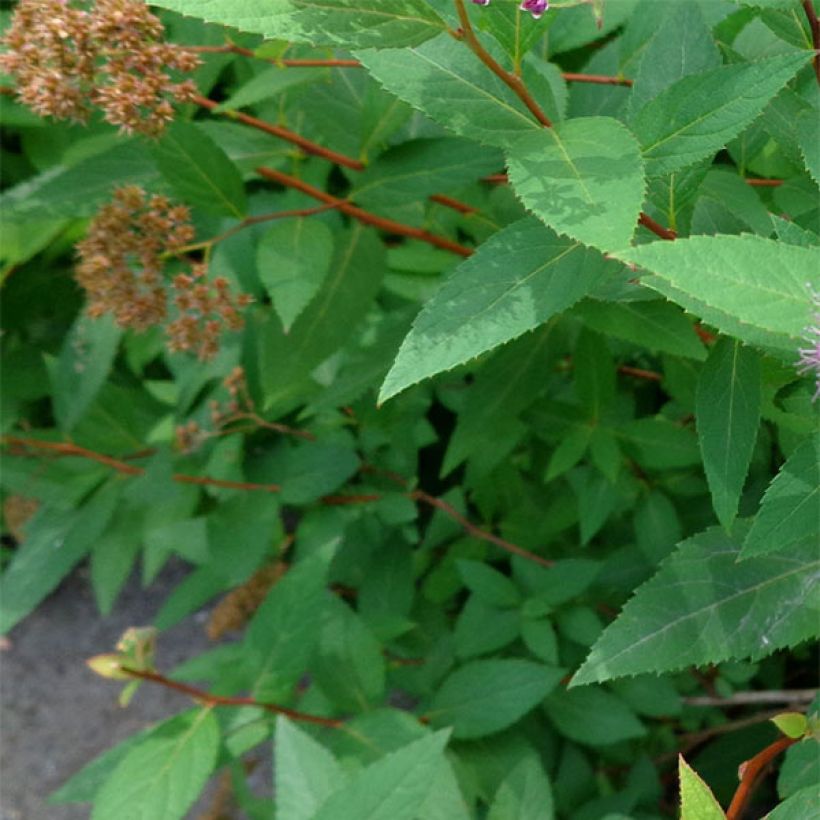 Spirea japonica Double Play Artist - Spirea del Giappone (Fogliame)