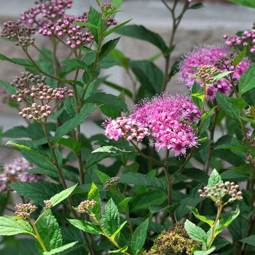 Spirea japonica Double Play Artist - Spirea del Giappone (Fioritura)