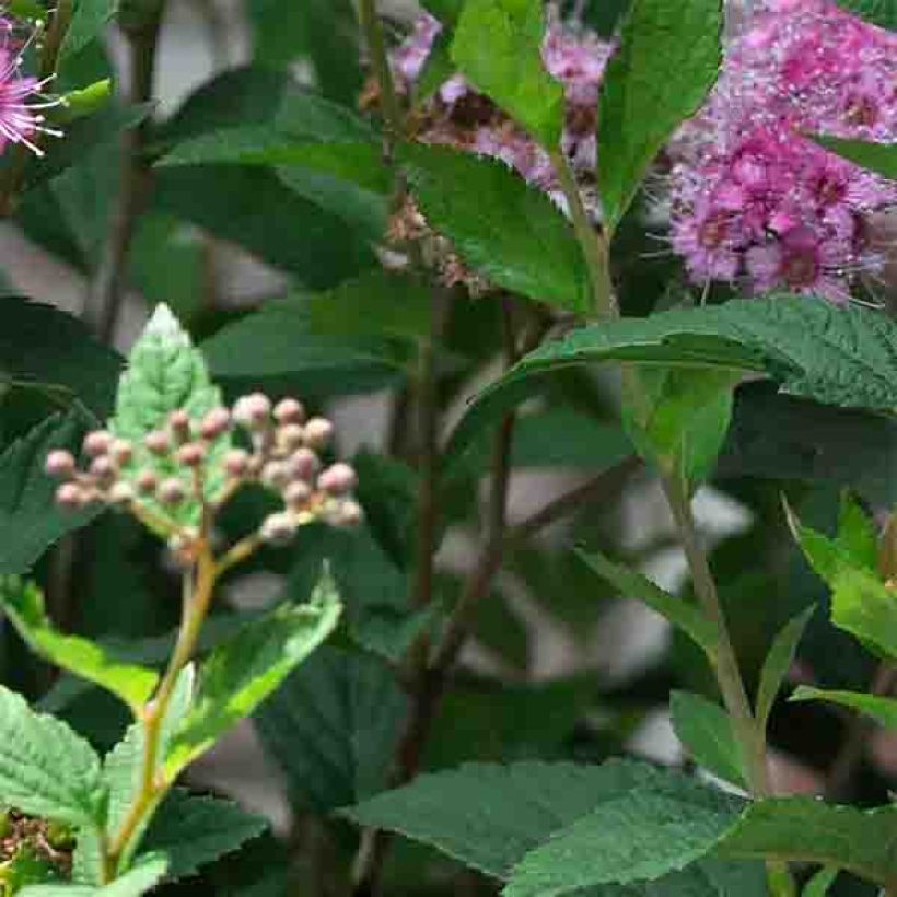 Spirea japonica Shirobana Genpei - Spirea del Giappone (Fogliame)