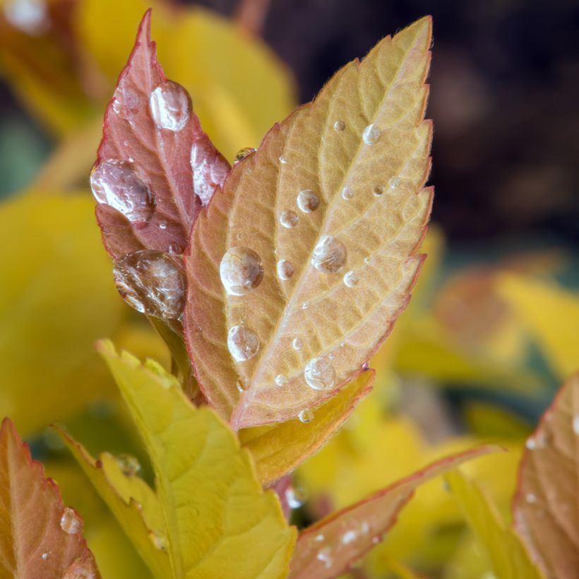 Spirea japonica Pink & Gold - Spirea del Giappone (Fogliame)