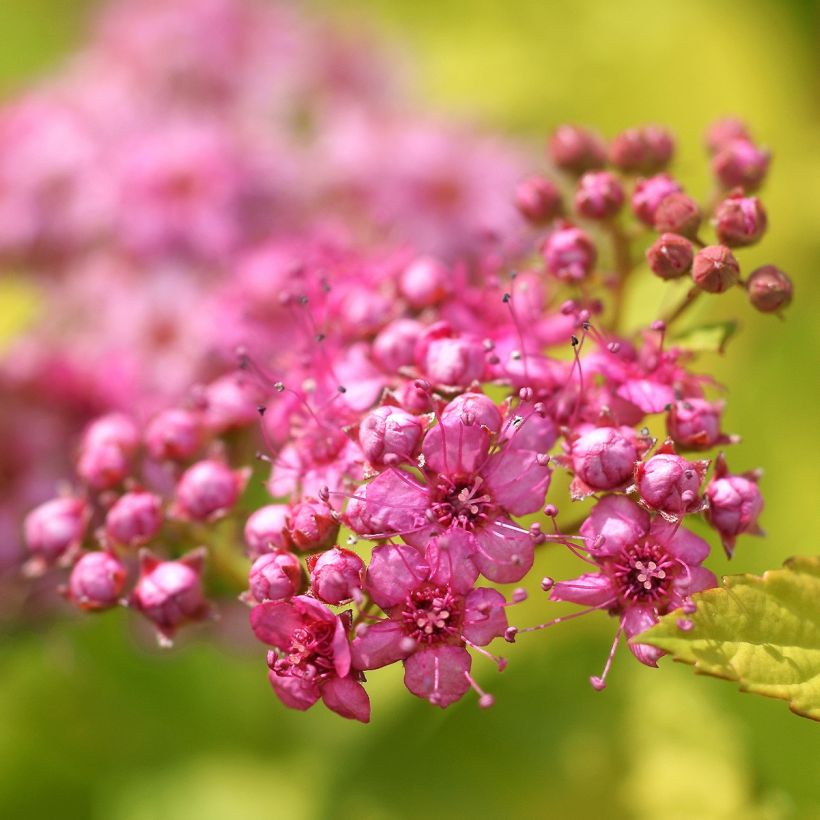 Spirea japonica Pink & Gold - Spirea del Giappone (Fioritura)