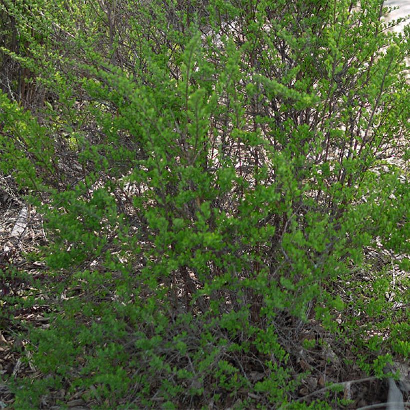 Spirea nipponica Snowmound (Fogliame)